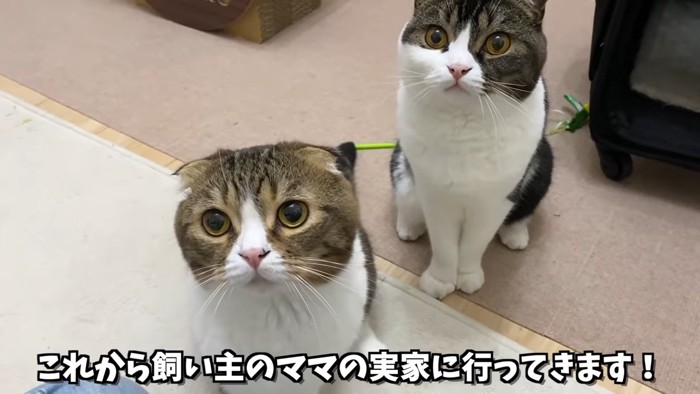 見上げる2匹の猫