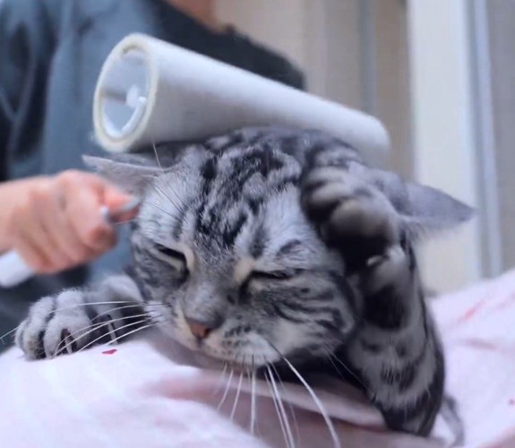 前足で耳をこする猫