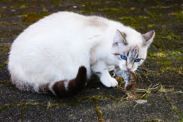 ネズミを捕らえる猫