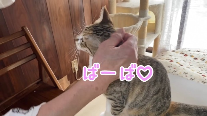 なでられる猫