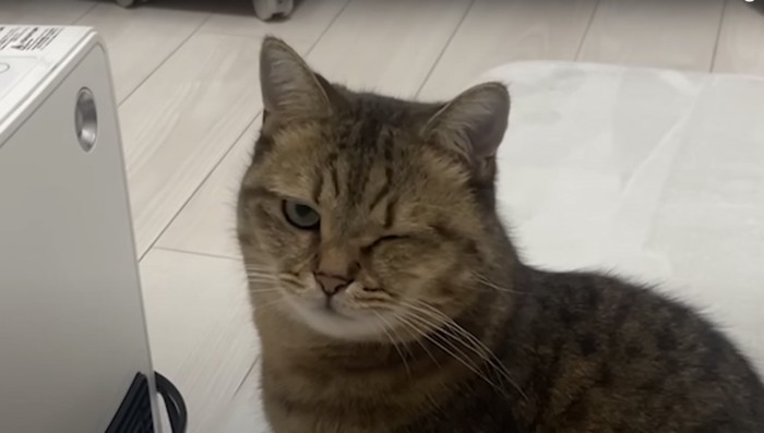 ウインクする猫