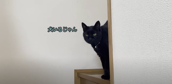 黒猫