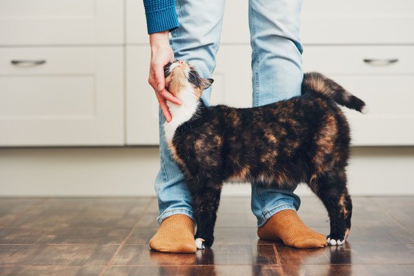 飼い主の足にスリスリする猫