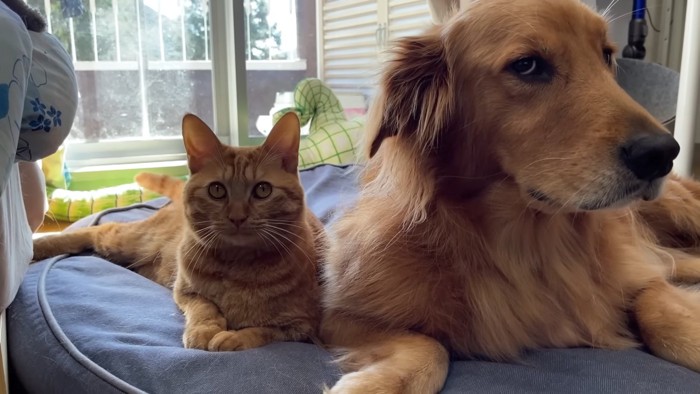 並ぶ猫と犬