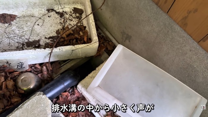 テロップ「排水溝の中から~」