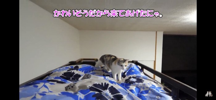 布団に乗ってくる猫