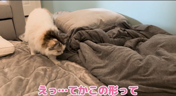 布団に近づく猫