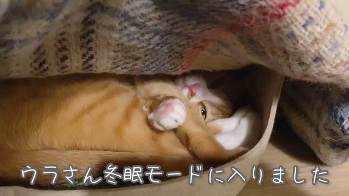 丸くなる猫