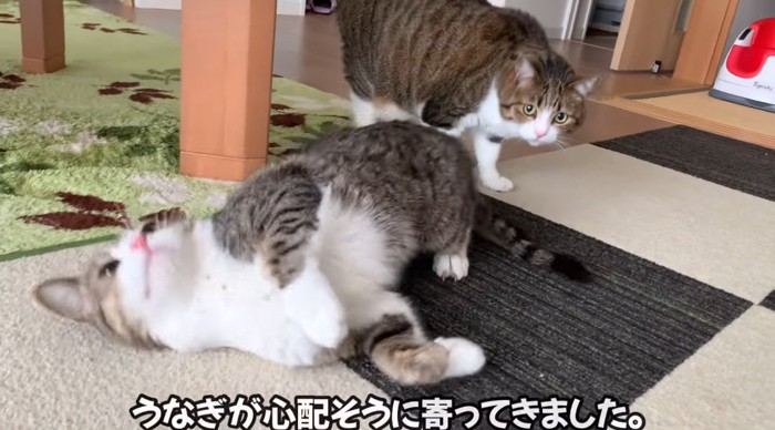 スリスリする猫