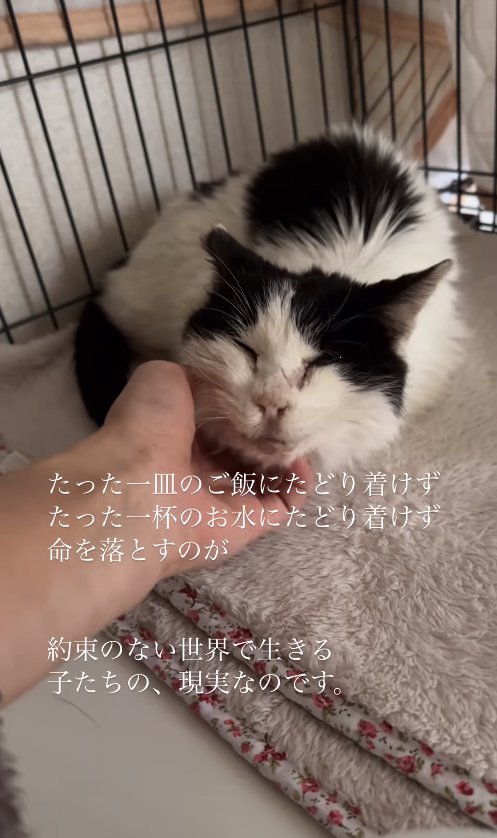 ケージの中でアゴを撫でられている猫