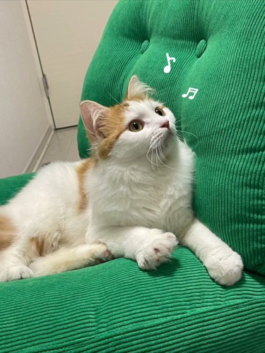 座って見上げる猫