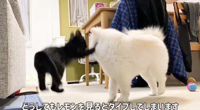 飛び込む猫