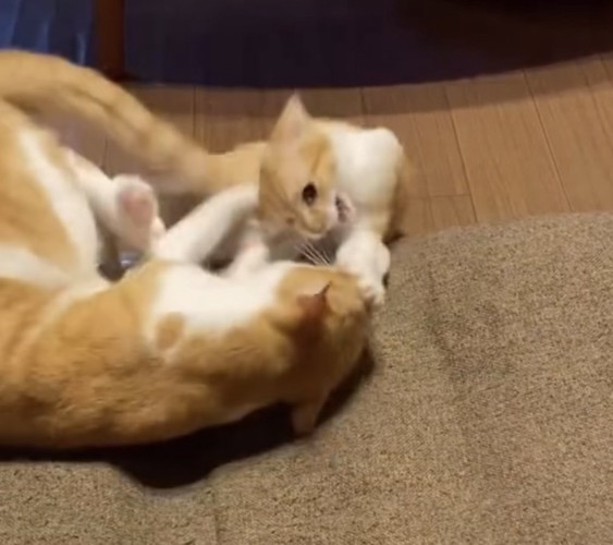 反撃する子猫の写真