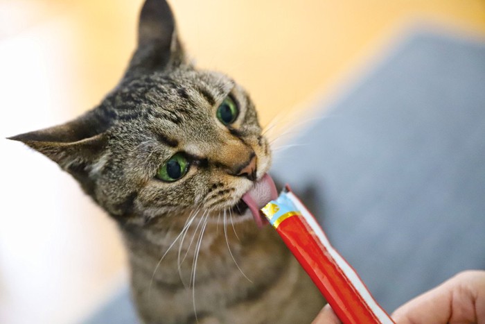 ちゅ～るを食べる猫