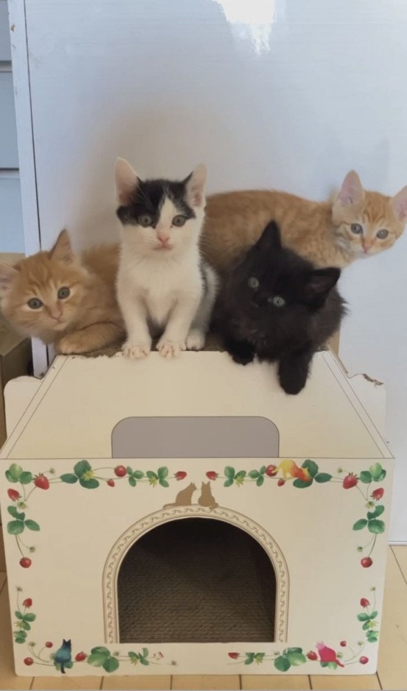 猫ハウスの上の4匹の子猫