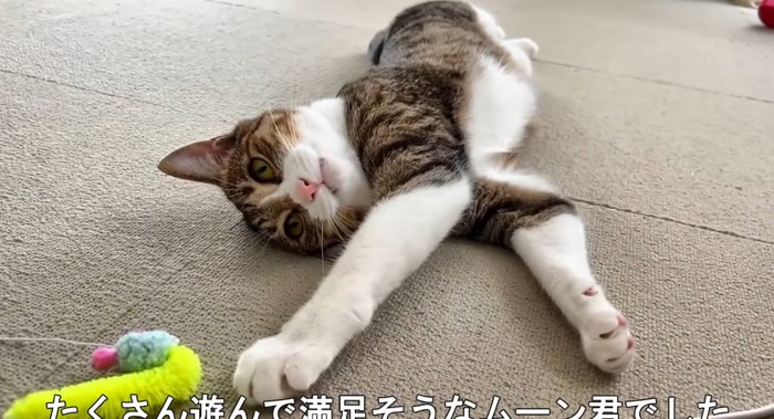 横たわる猫