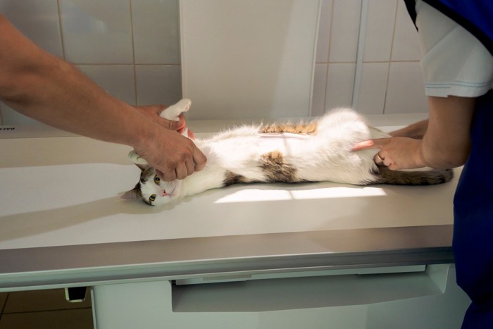 レントゲン撮影をされる猫