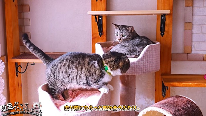 キャットタワーでにらみあう猫