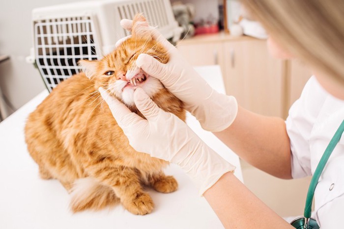 猫の歯をチェックする獣医師