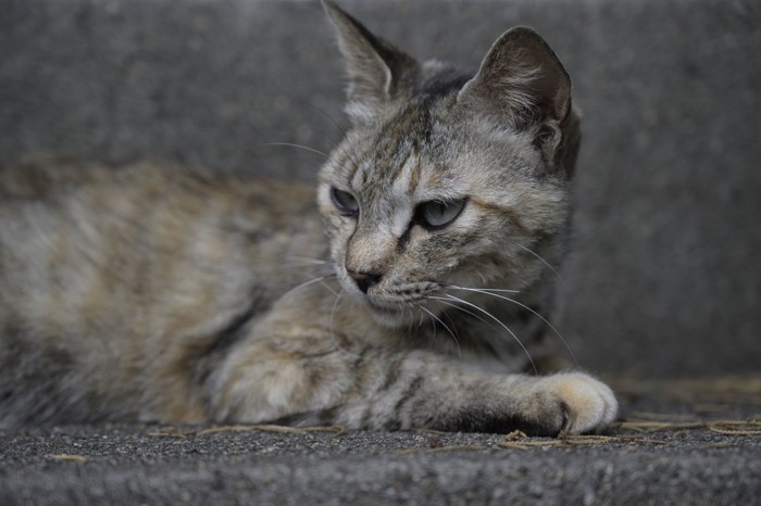 痩せた猫