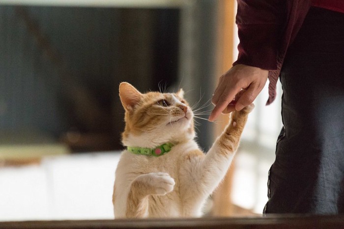 飼い主の手にタッチする猫