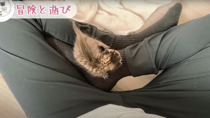 足に乗る子猫ちゃん