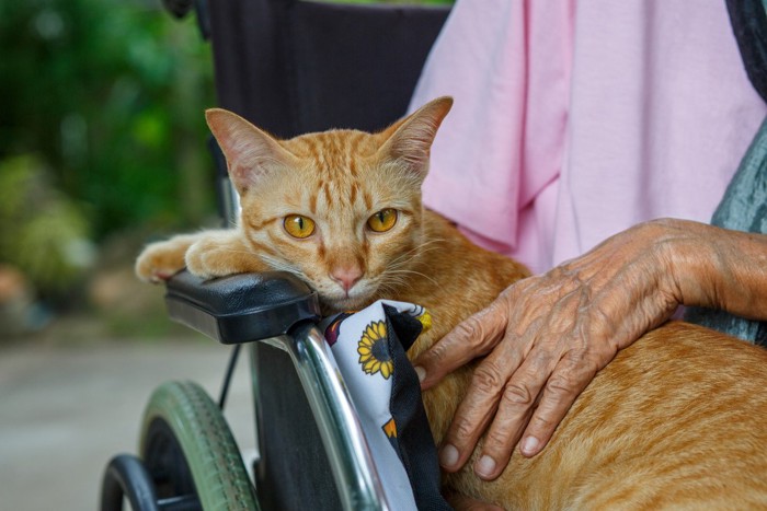 高齢者とともに車椅子に乗る猫