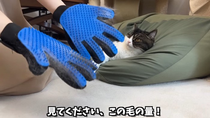 寝そべる猫とグローブ型ブラシ