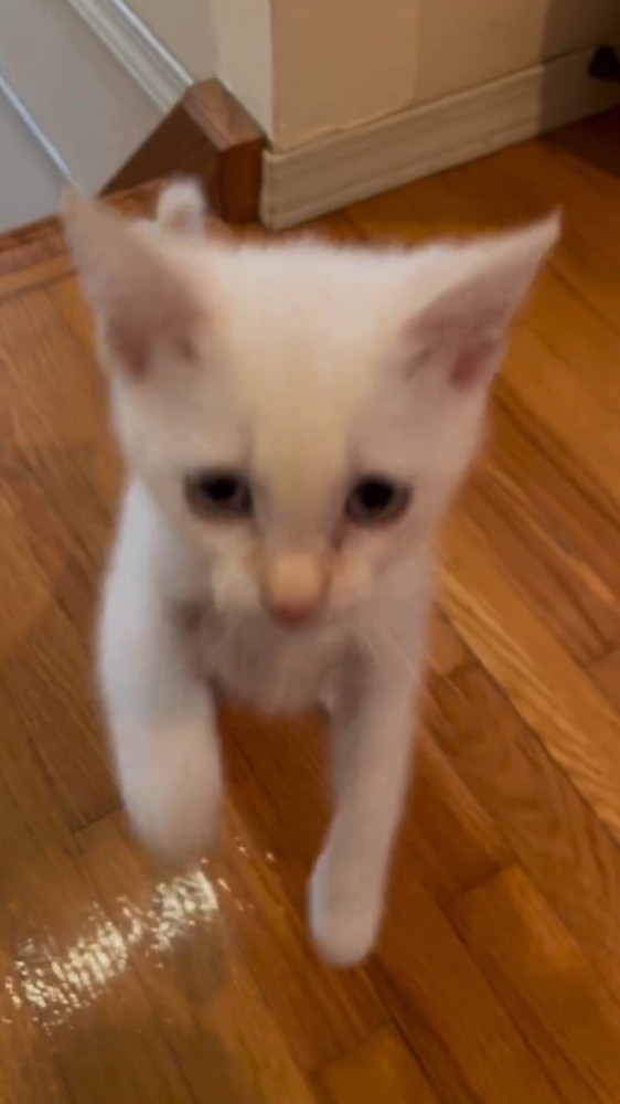 床に前足を戻そうとする子猫