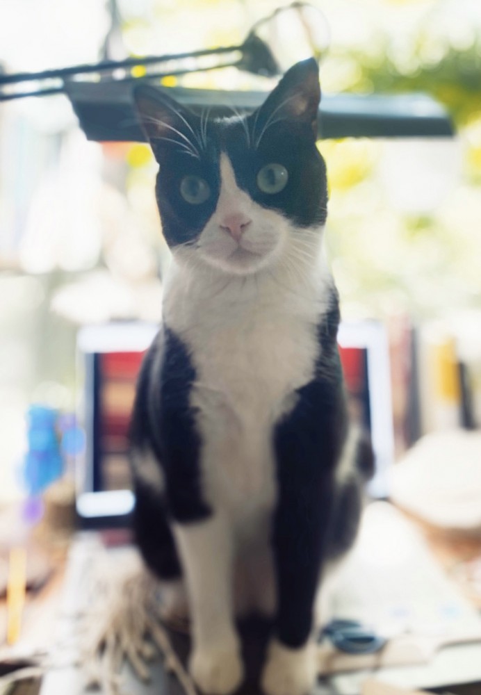 キーボードに乗っているめいちゃん