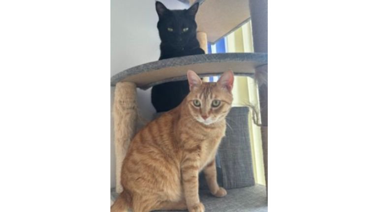 室内にいる猫たち