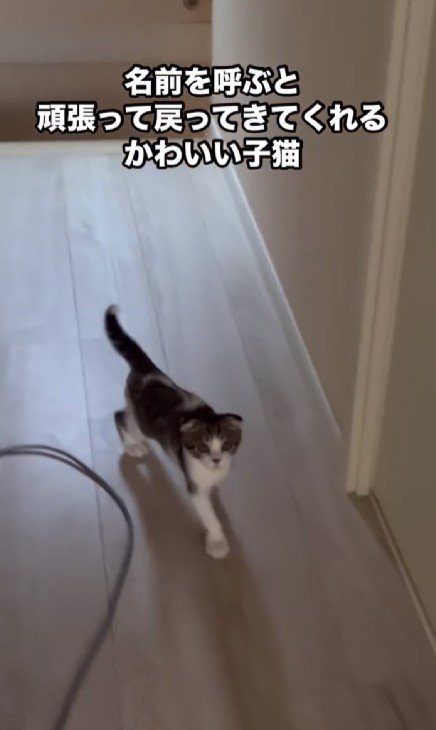 歩いてくる子猫