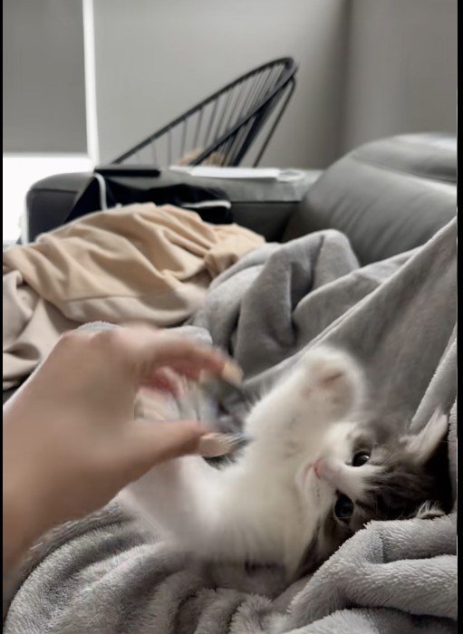 人の指にじゃれている子猫