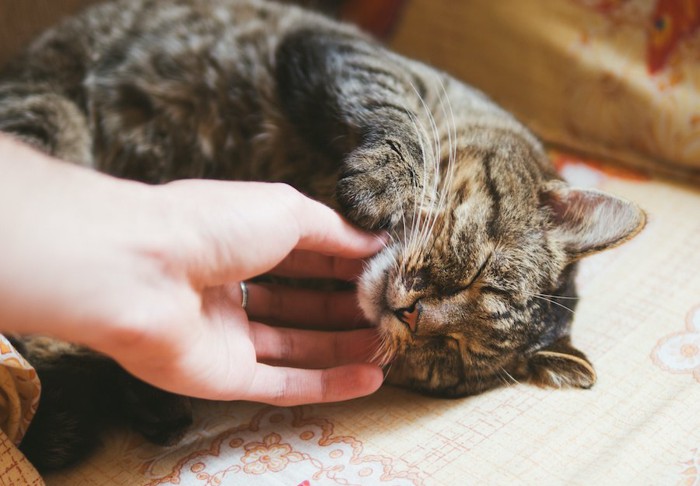 横になって顎を撫でられている猫