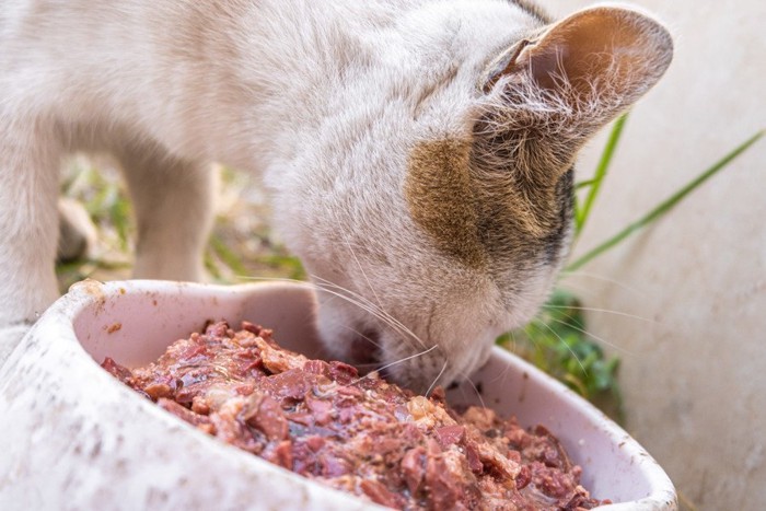 食べている猫