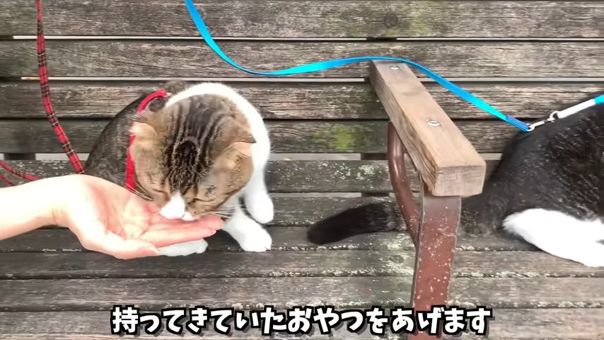 人の手からおやつをもらう猫