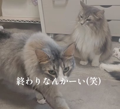 左の猫が歩き出す（終わりなんかーい（笑））