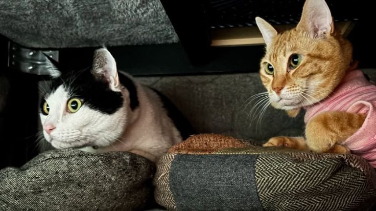 室内にいる猫たち