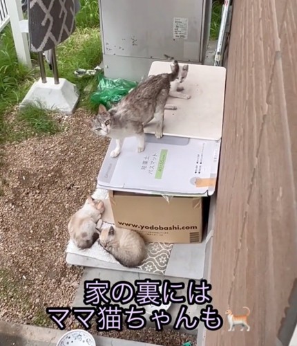 野良猫一家