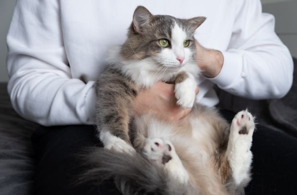 膝の上で抱かれる猫