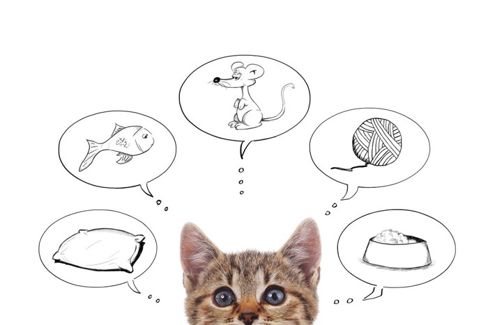猫の思考回路