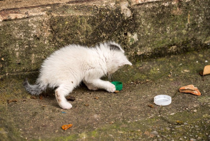 ボトルキャップで遊ぶ子猫