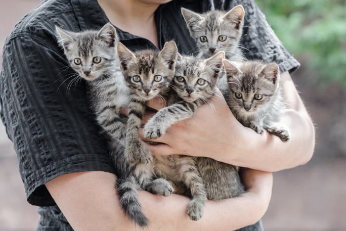 たくさんの猫を抱き抱えた人