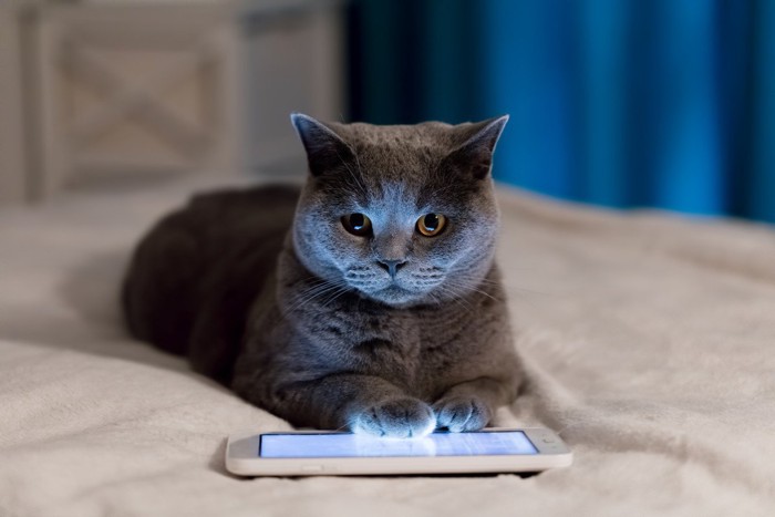 スマホをいたずらする猫