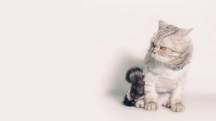 何かに警戒している猫