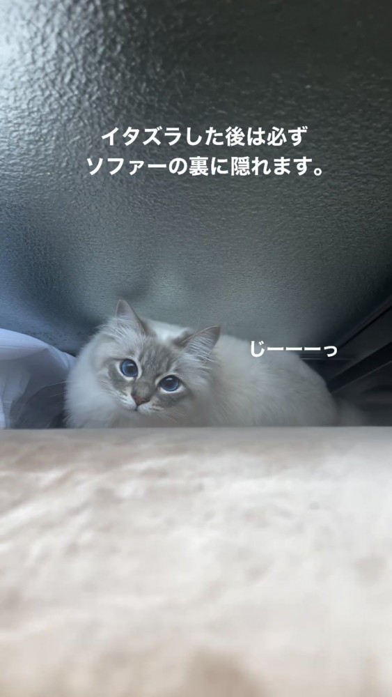 見上げる猫