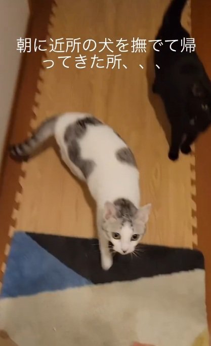 寄ってくる猫