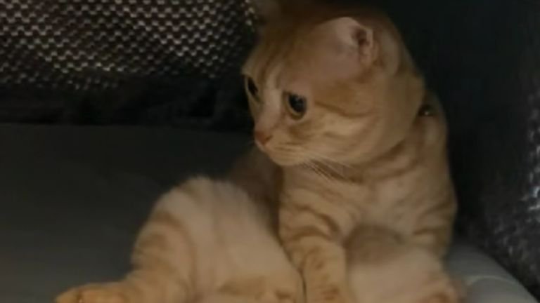 こたつにいる猫