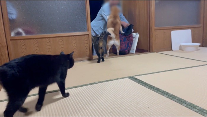 老人に駆け寄る2匹の猫と犬