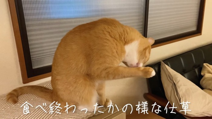 毛づくろいする猫